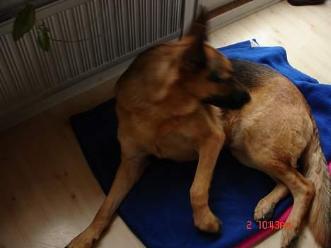 Schæferhund Rex billede 4