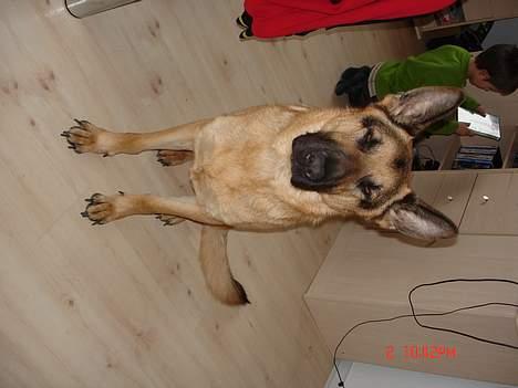 Schæferhund Rex billede 6