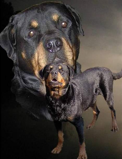 Rottweiler  Basse billede 20