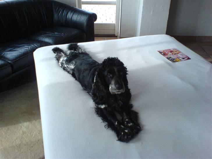 Cocker spaniel Idefix  - Ligger i sengen, fy fy :D billede 18