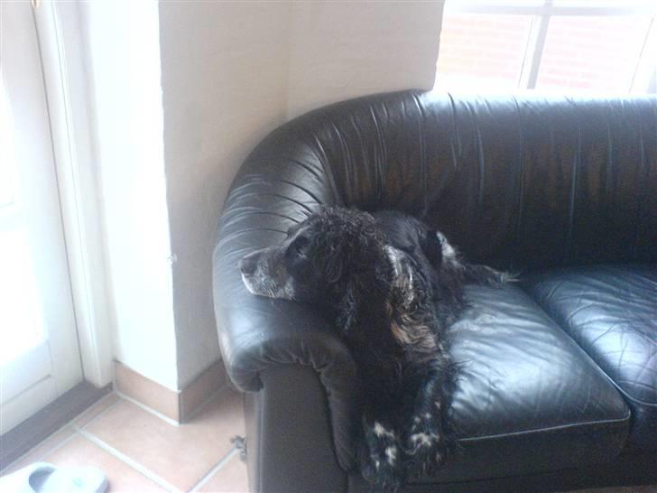 Cocker spaniel Idefix  - sofadyret nyder udsigten billede 19