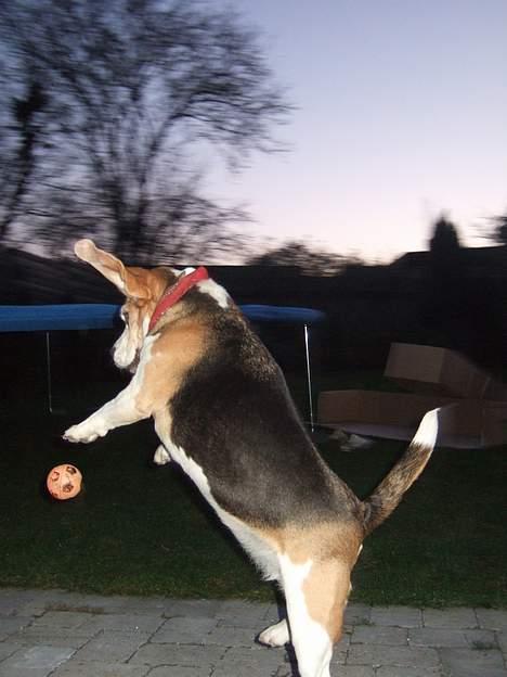 Beagle Honey - honeey billede 17