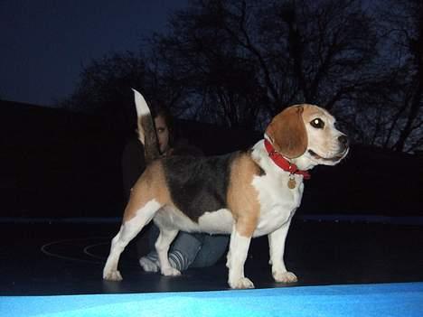 Beagle Honey - Eyyyyy Honey ;) billede 19