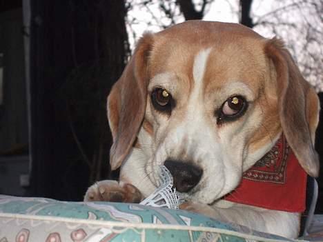 Beagle Honey - Mums.. Dejlig badminton-bold.. billede 20