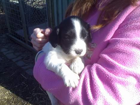 Engelsk springer spaniel Mickey - Som hvalp:) er jeg ikke kær!? billede 12