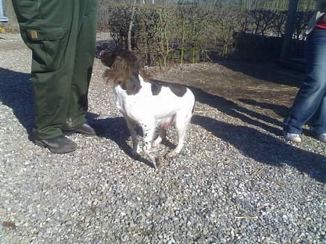 Engelsk springer spaniel Mickey - Min elskede mor:) billede 13