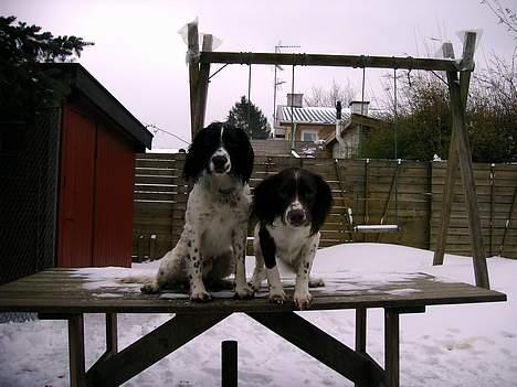 Engelsk springer spaniel Mickey - Mig og min storebror Lucky i sneen:) billede 14