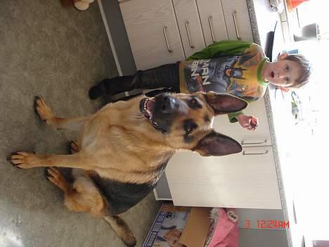 Schæferhund Rex billede 7