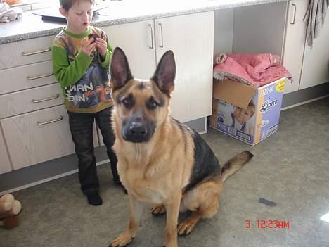 Schæferhund Rex billede 8