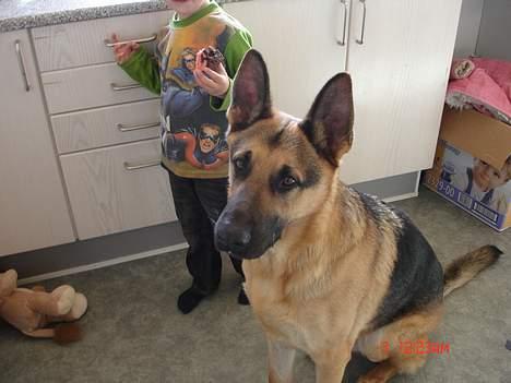 Schæferhund Rex billede 9