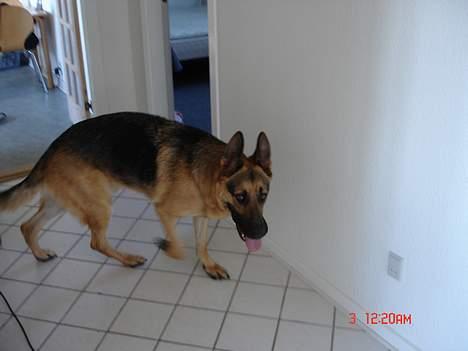 Schæferhund Rex billede 10