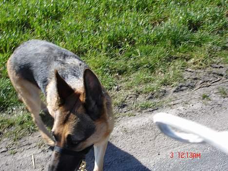 Schæferhund Rex billede 11