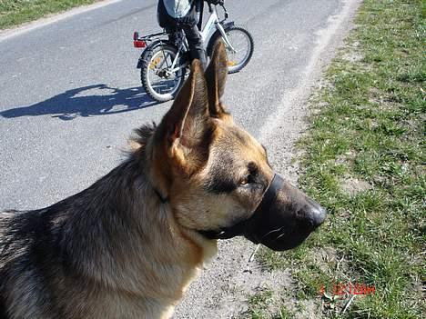 Schæferhund Rex billede 12