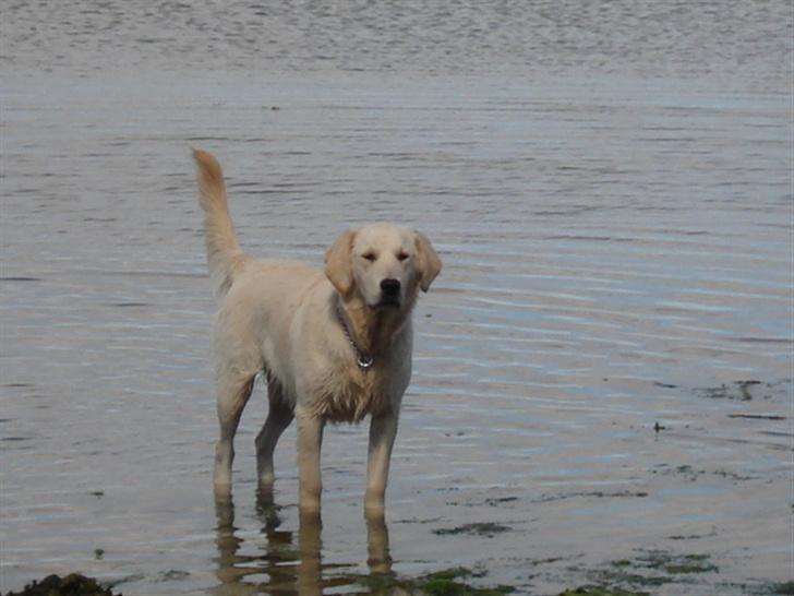 Golden retriever Lundtoftgårds Kato - Se mig, jeg styrer det hele billede 6