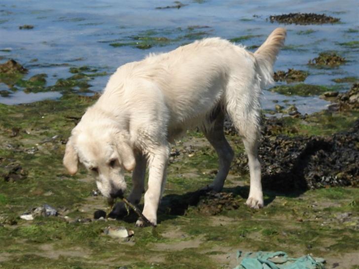 Golden retriever Lundtoftgårds Kato - Uhmm! de siger at tang er sundt billede 7