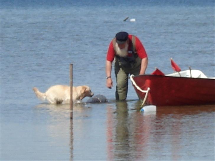 Golden retriever Lundtoftgårds Kato - Kato er ved at hjælpe "morfar" med at tage ruser op af vandet. billede 8