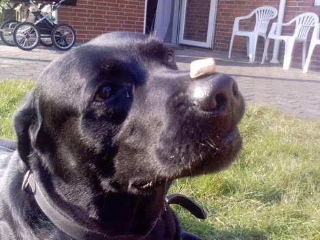 Labrador retriever Djack - Djack laver sit berømte guf-på-snude-tricks.. :D billede 9