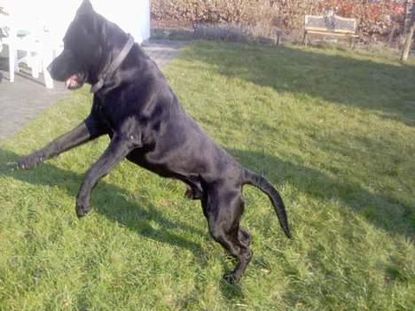 Labrador retriever Djack - i fuld spring efter bolden...  billede 10