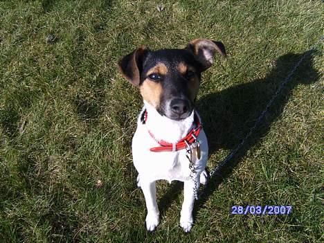 Dansk svensk gaardhund Kvik - Hej billede 1