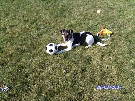 Dansk svensk gaardhund Kvik - Det er min bold billede 2