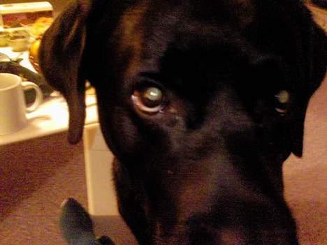 Labrador retriever Djack billede 14