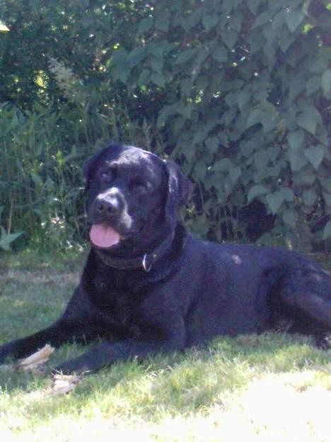 Labrador retriever Djack - Djack nyder solen (i skyggen..) Sommer 2006 billede 15