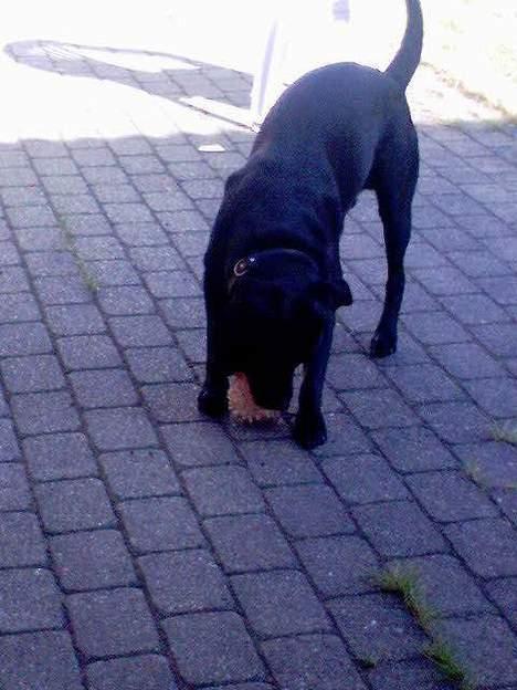 Labrador retriever Djack - Kom og leg.. kom og leg!!!  billede 16