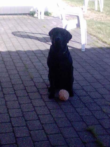 Labrador retriever Djack - please...?  billede 17