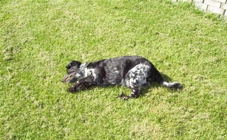 Cocker spaniel Idefix  - Leger i haven :D billede 20