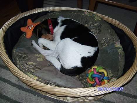 Dansk svensk gaardhund Kvik - ZZZZZZzzzz billede 3