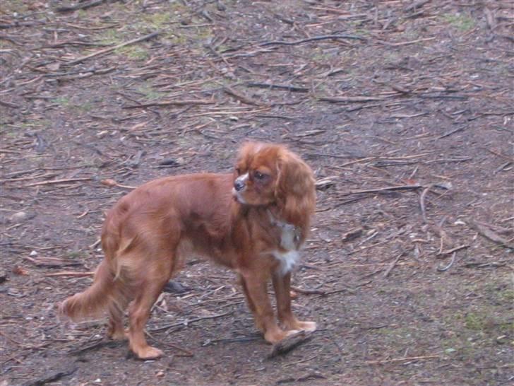 Cavalier king charles spaniel Düchess  [Himmelhunden] - I hundeskoven i foråret.  billede 15