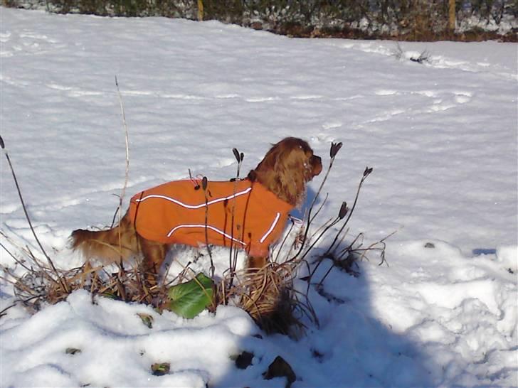 Cavalier king charles spaniel Düchess  [Himmelhunden] - Düchess med hendes nye dækken, som hun fik vinteren 2008/2009. Det bedste dækken i verden, det er alle pengene værd. (Sidder perfekt, så nu vil hun rent faktisk gerne i hundeskoven når det er koldt, dejligt) billede 16