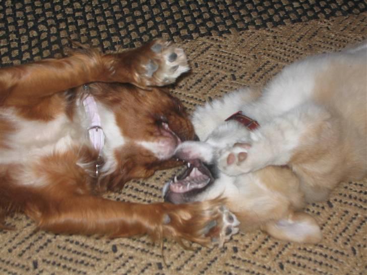 Cavalier king charles spaniel Düchess  [Himmelhunden] - My og Düchess afholder en lukket hundekamp. (Men helst liggende på ryggen, så er det ikke så hårdt :o) billede 17