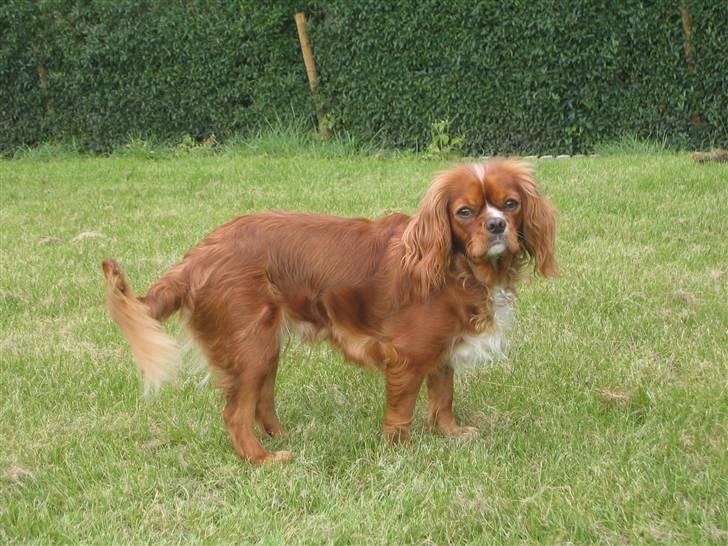 Cavalier king charles spaniel Düchess  [Himmelhunden] - Overrasket af kameraet ifærd med unoder i haven.  billede 18
