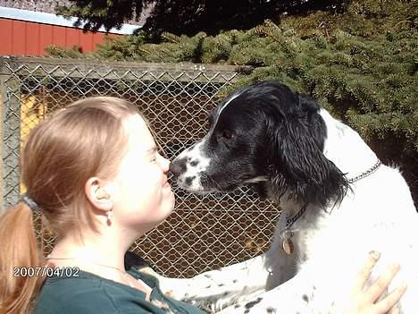 Engelsk springer spaniel Mickey - Syntes lige hun skulle have en tungeslasker:) billede 15