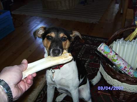 Dansk svensk gaardhund Kvik - Må jeg få mt ben billede 4