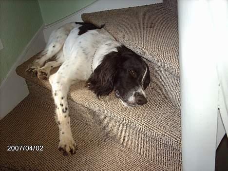 Engelsk springer spaniel Mickey - Det har været en laaaang dag:) billede 16