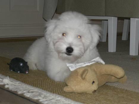 Coton de tulear Oskar -  vores Oskar ( den dejlige) billede 1
