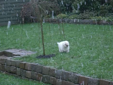 Coton de tulear Oskar - Her er Oskar ude i snevejr for første gang. Sikke noget mærkeligt noget der kom ned fra himlen. billede 2