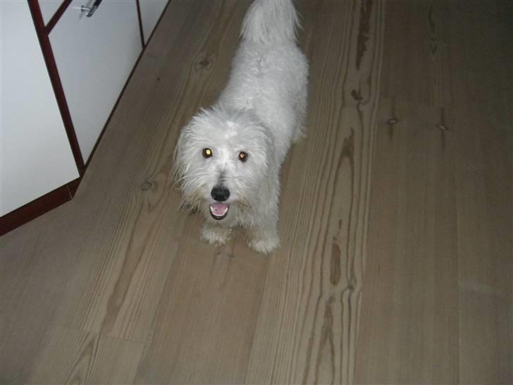 Coton de tulear Oskar - Her har Oskar lige været i bad. Lille og tynd ser han ud. Han fiser rundt når han er våd. billede 3