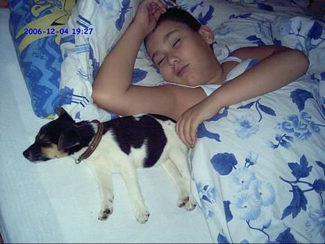 Dansk svensk gaardhund Kvik - De 2 i drømmeland billede 5