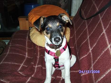 Dansk svensk gaardhund Kvik - Hvad laver du! billede 6