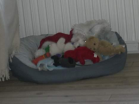 Coton de tulear Oskar - Hvad er Oskar og hvad er legetøj? billede 4