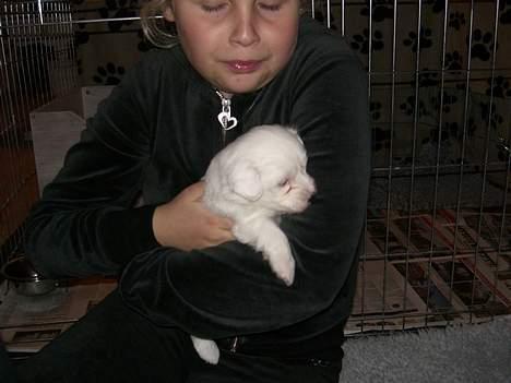 Coton de tulear Oskar -  mig og min oskar.... igen min lille hund billede 5
