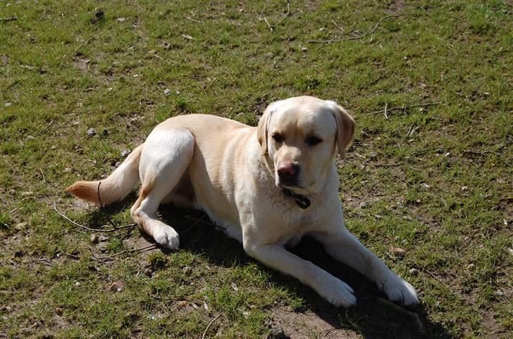 Labrador retriever Zack - "JEg er lækker" billede 16