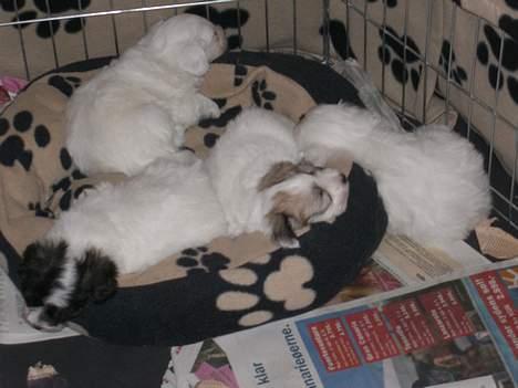 Coton de tulear Oskar - Oskar sammen med sine søstre - Bella, Miss Coco, Nugga.... billede 6