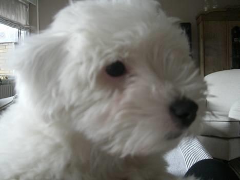 Coton de tulear Oskar - Oskar nyklippet og lækker. Fra marts 2008 billede 7