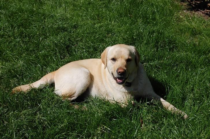Labrador retriever Zack - "Og her endnu mere lækker" billede 17