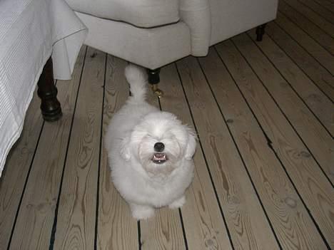 Coton de tulear Oskar - Smil til fotografen. Det gjorde han så. billede 8