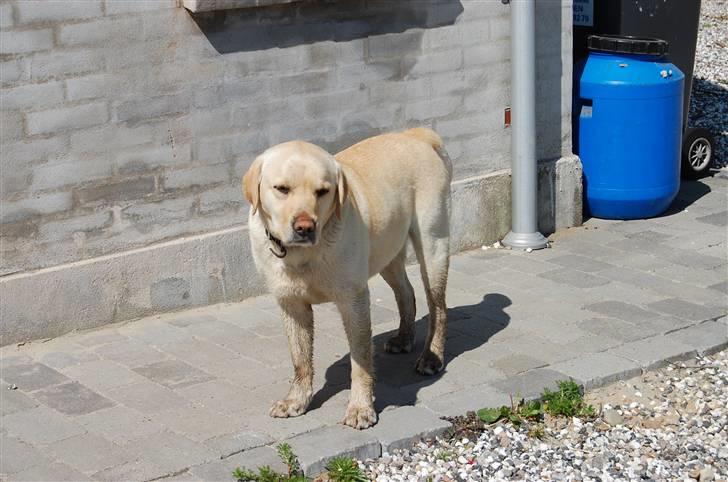 Labrador retriever Zack - "Det er dejligt at have våde ben i denne varme" billede 18